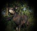 theHunter