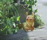 Pokémon GO Launch