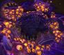 WildStar