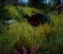 Black Desert Online