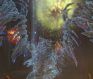 Guild Wars 2 - Fireworks