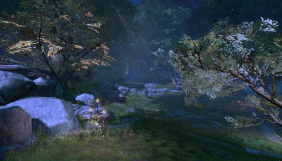 The quiet beauty of Astellia's Arau Forest